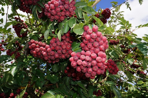 Рябина гранатная